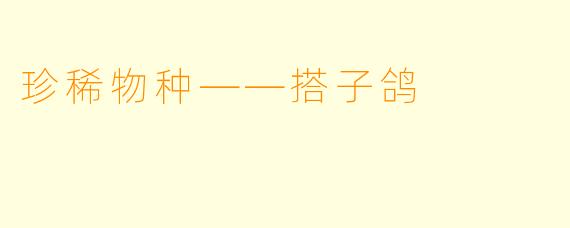 珍稀物种——搭子鸽