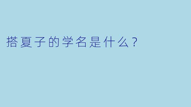 搭夏子的学名是什么？