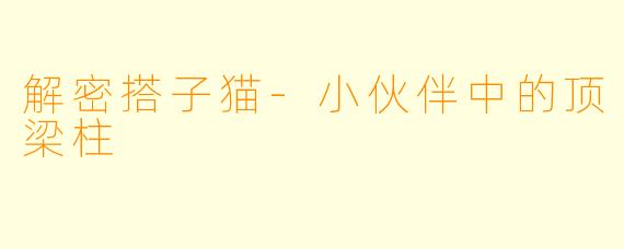 解密搭子猫-小伙伴中的顶梁柱