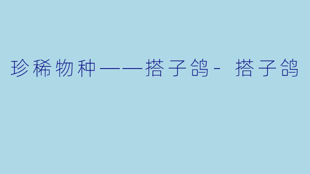 珍稀物种——搭子鸽